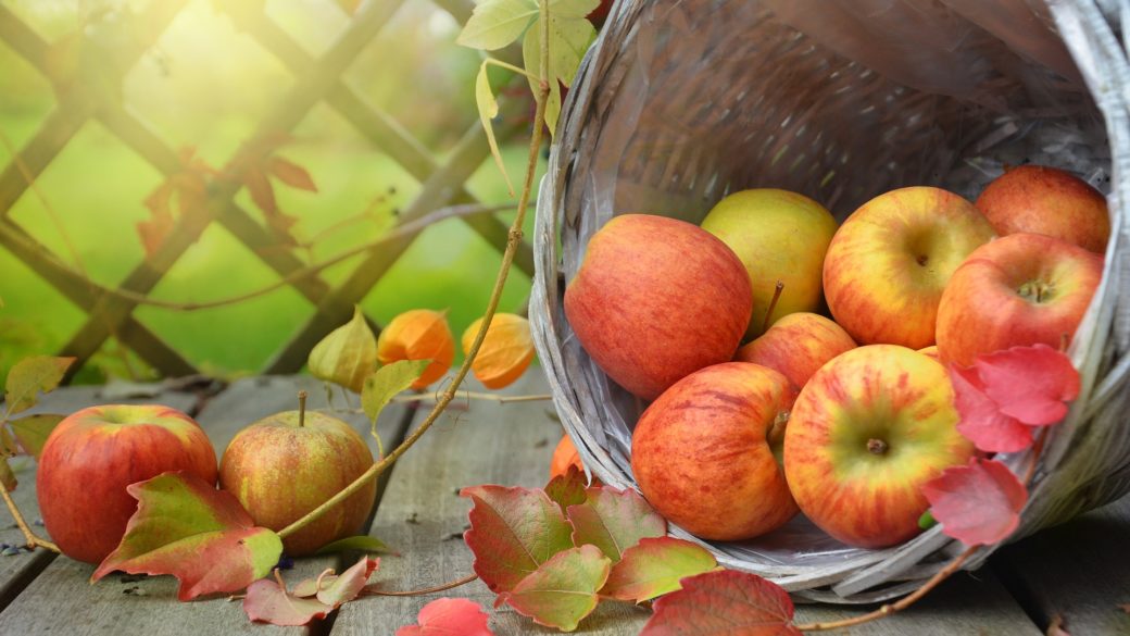 Annual Thanksgiving Devotional