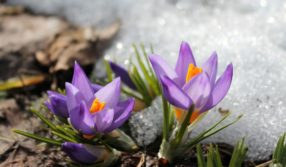 Ward Conference and Info – March 17, 2024